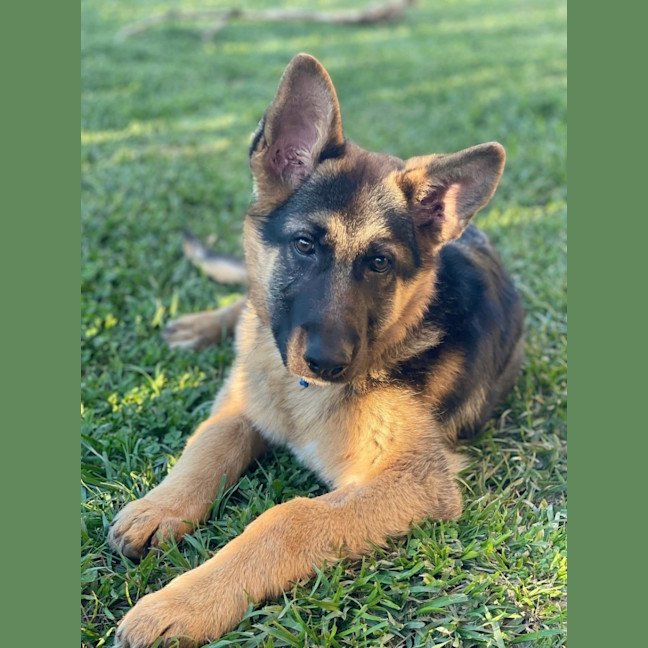 Photo of Gideon