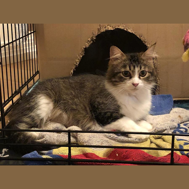 Photo of Fudge