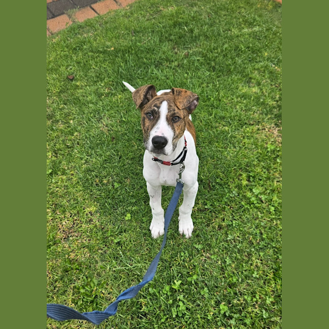 Photo of Milo