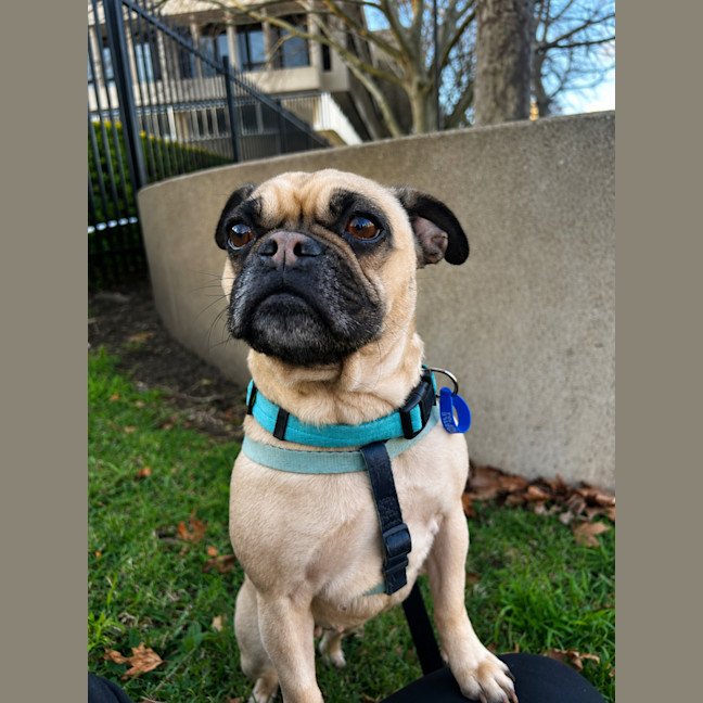 Photo of Bindi   3 Year Old Pug X Frenchie