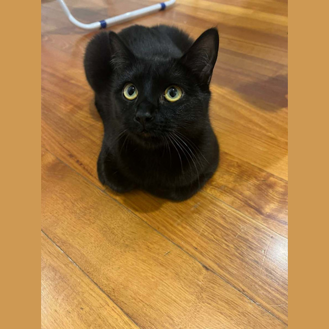 Photo of Pushpin