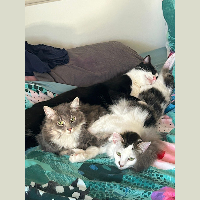 Photo of Silvermist (And Tinkerbell)