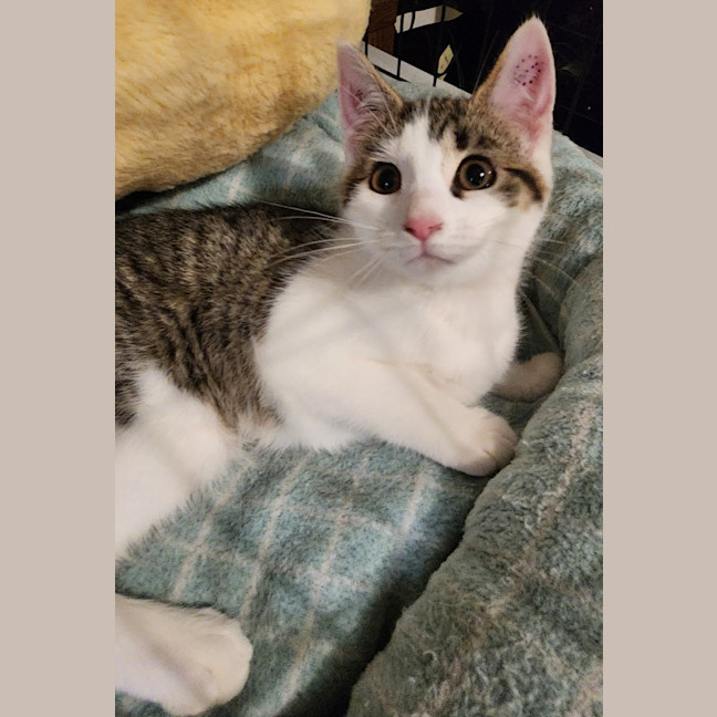 Photo of Socks