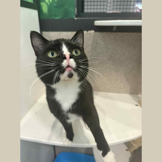 Photo of Big Tux
