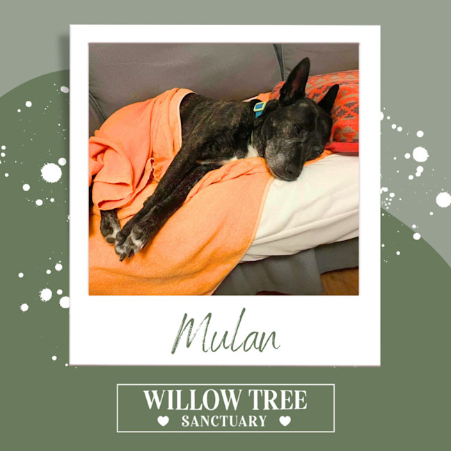 Photo of Mulan