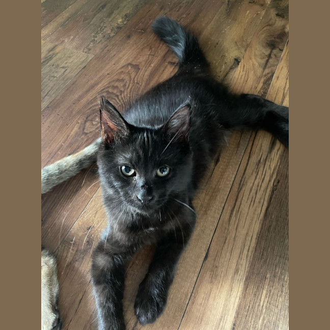 Photo of Shadow