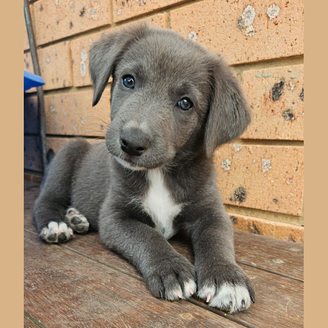 Photo of Toddles 