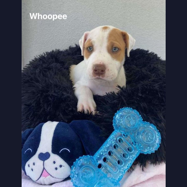 Photo of Whoopee