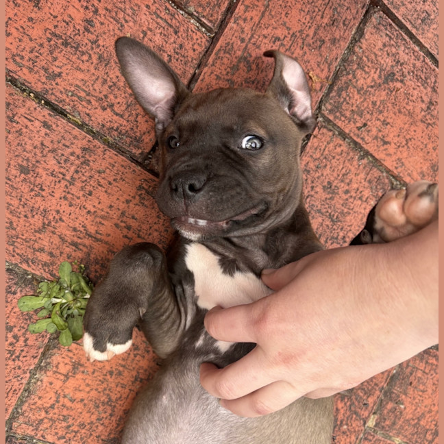 Photo of Saphie