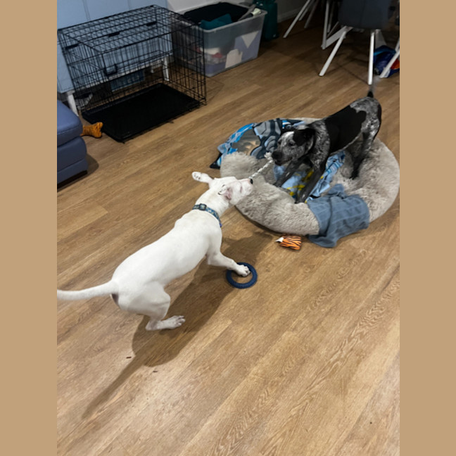 Photo of Maverick   9 Month Old Cattle Dog X (Trial)