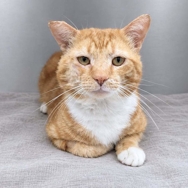 Photo of Hank