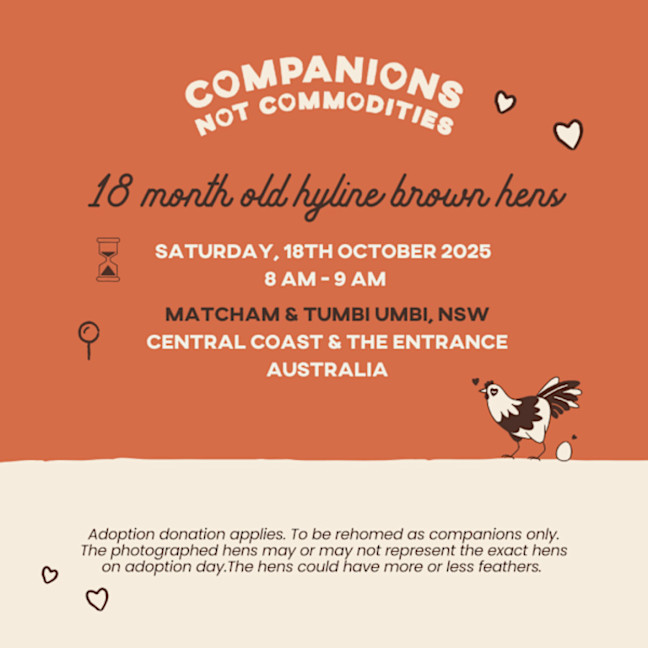 Photo of Rescue Hens   Central Coast & The Entrance