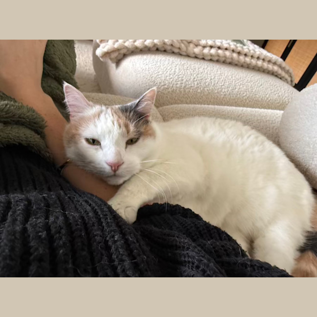 Photo of Your Little Puss?