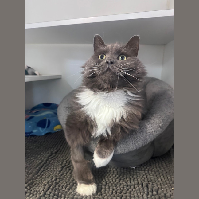 Photo of Lord Biscuit I I I