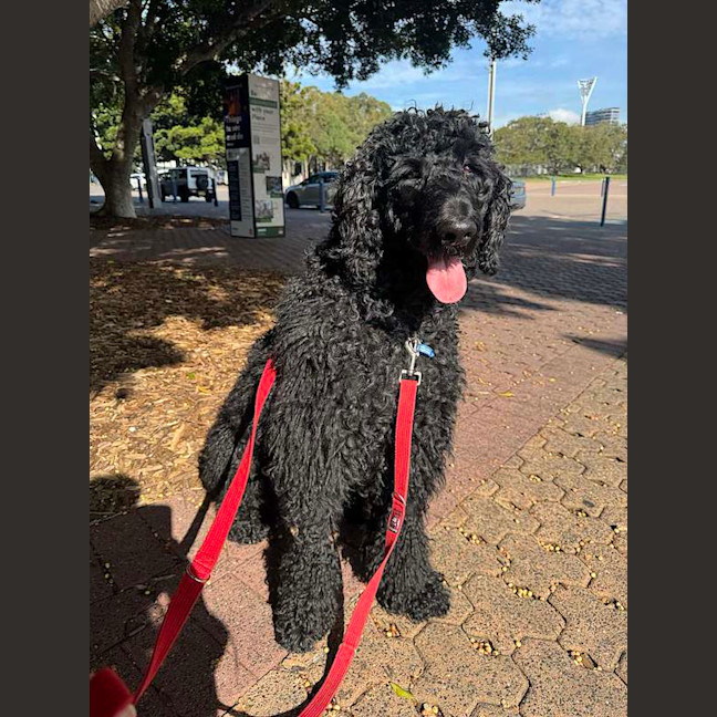 Photo of Scottie