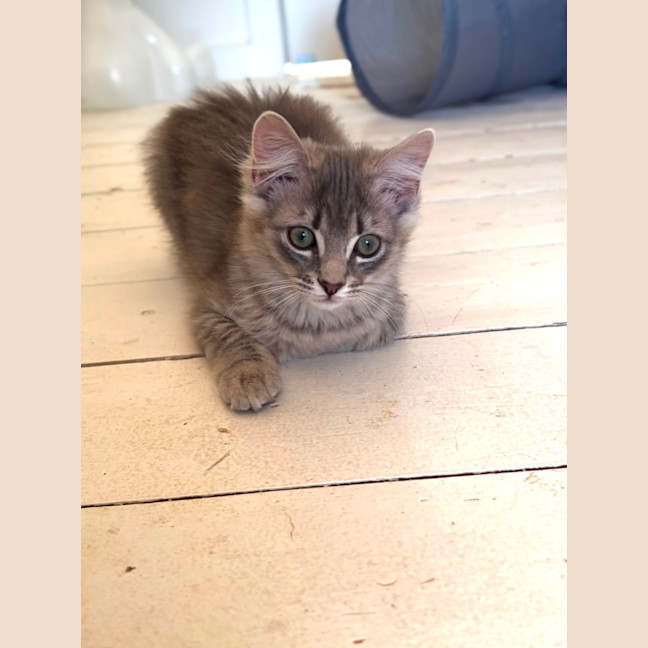 Photo of Boo