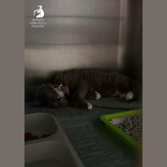 Photo of Delightful Daisy