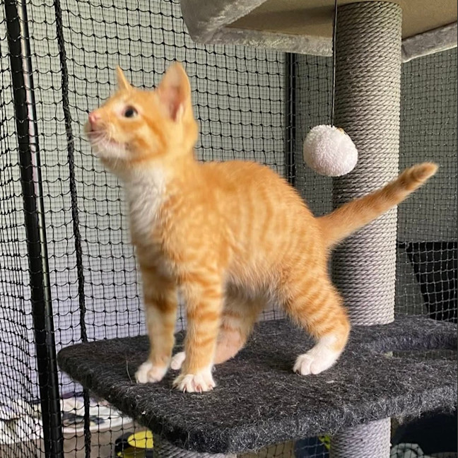 Photo of Peach
