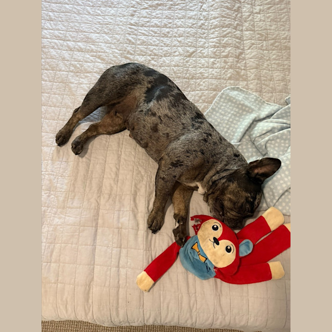 Photo of Coco   5 Year Old French Bulldog