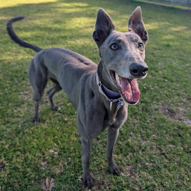 Photo of Nirvana The Greyhound