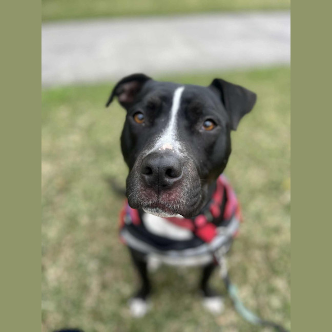 Photo of Keira   3 Year Old Staffy