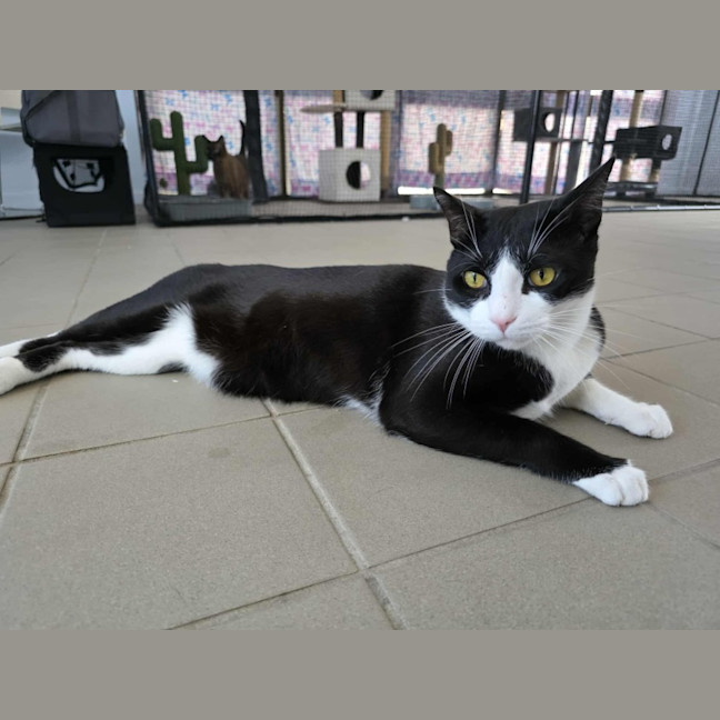 Photo of Bonded Buddies   Teddy And Sylvester