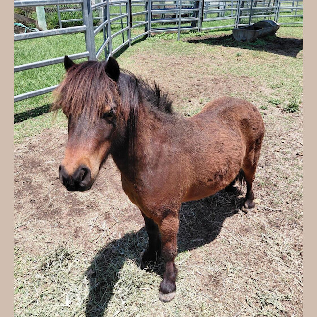 Photo of Rollo