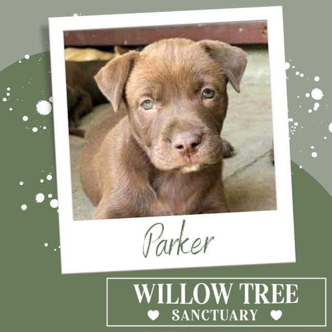 Photo of Parker