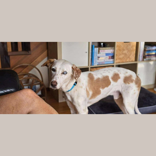 Photo of Merlin 