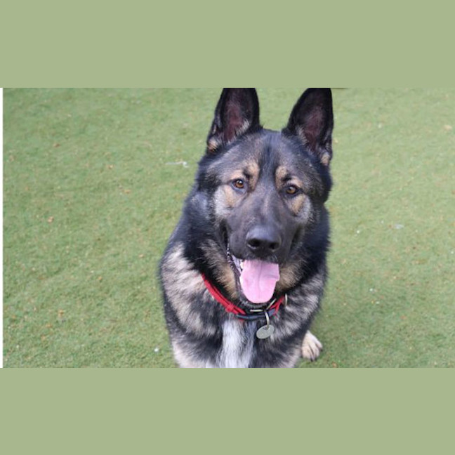 Photo of Rex