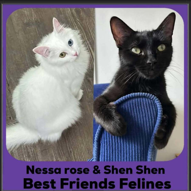 Photo of Nessa Rose And Shen Shen
