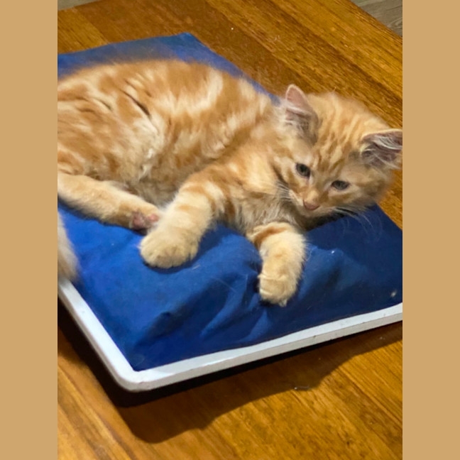 Photo of Toulouse Meet Me At Pet Stock Chelsea