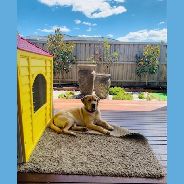 Photo of Benji