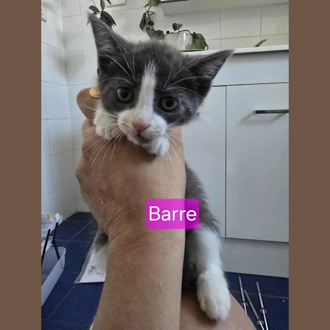 Photo of Barre