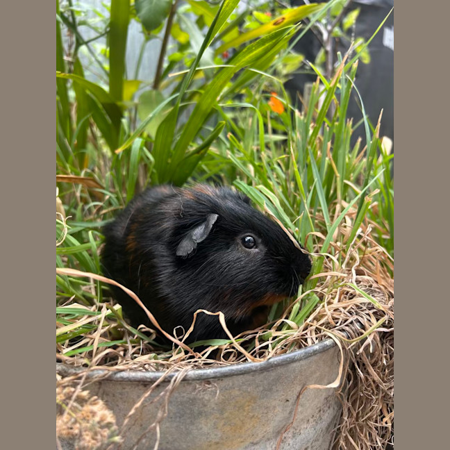 Photo of Oliver