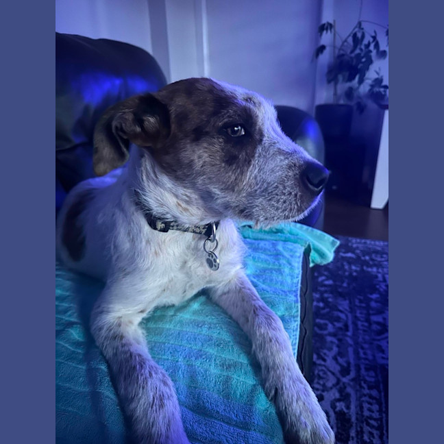 Photo of Nova