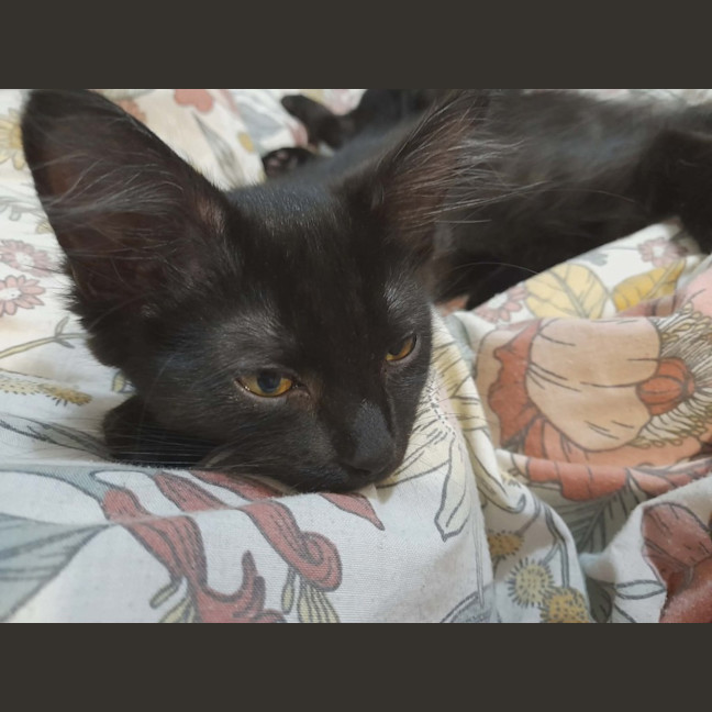 Photo of Penny (Wise)