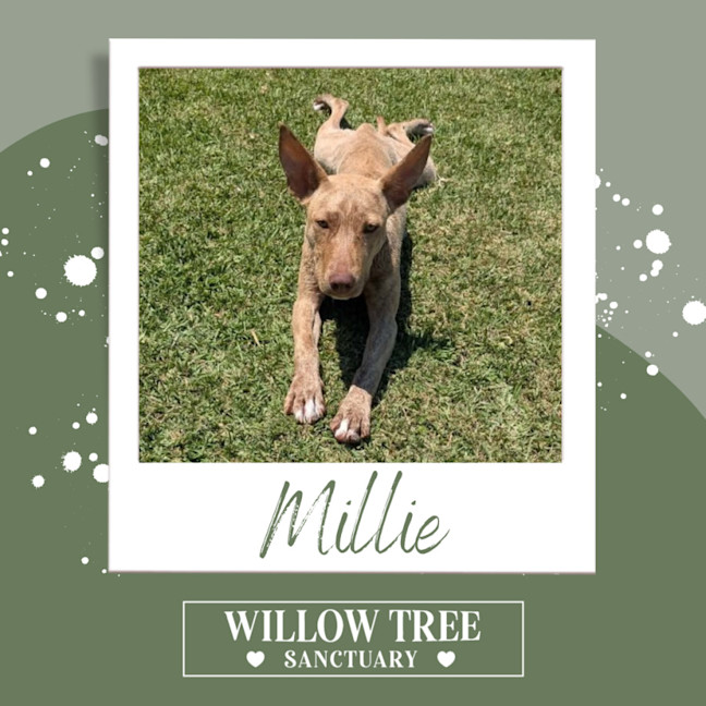 Photo of Millie