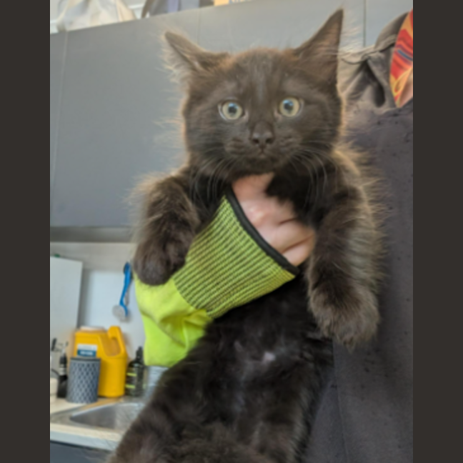 Photo of Wilbert The Wise