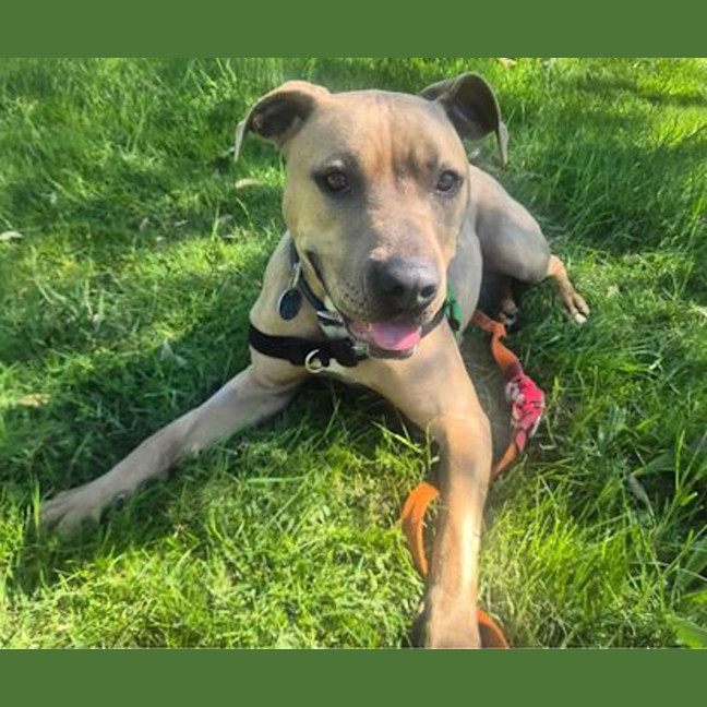 Photo of Gertie