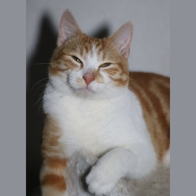 Photo of Tommee Available At Pet Quarters Glendale