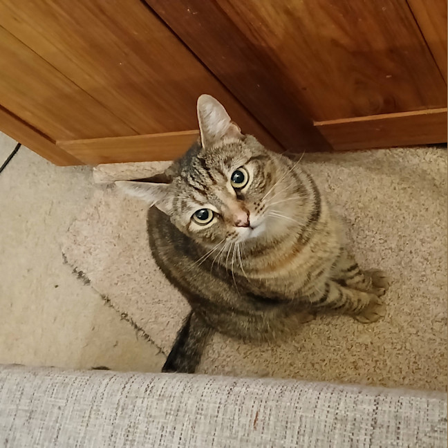 Photo of Scoot