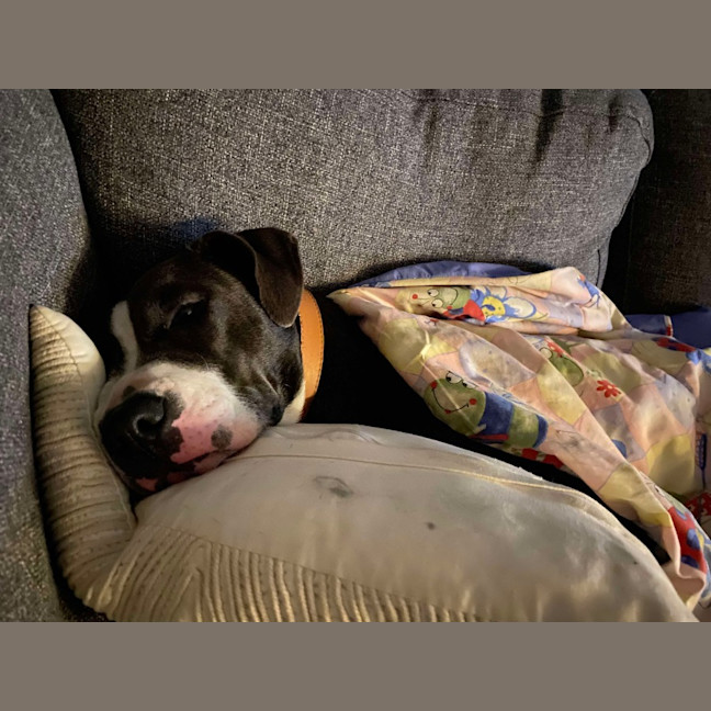 Photo of Sky   14 Month Old Staffy X