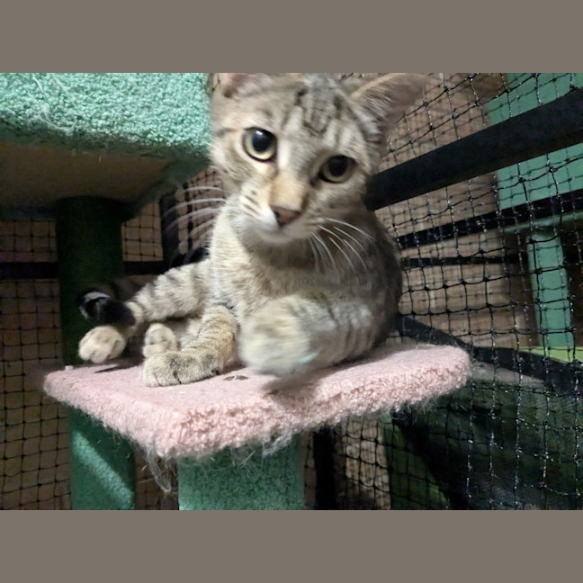 Photo of Maple 