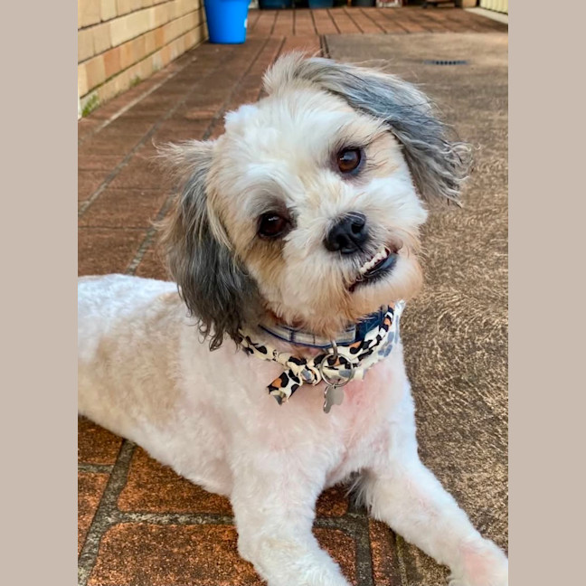 Photo of Toby 🐶🐾💙. Assisted Rehome 