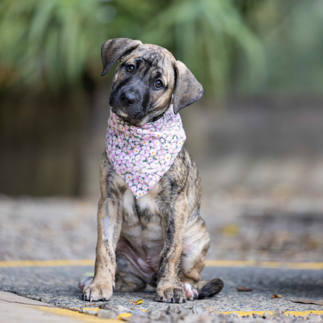 Photo of Angel (Aka Zena)