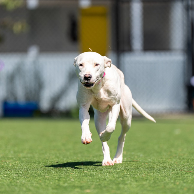 Photo of Quinn Imp 2781