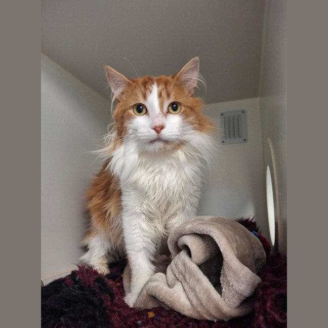 Photo of Cheeto