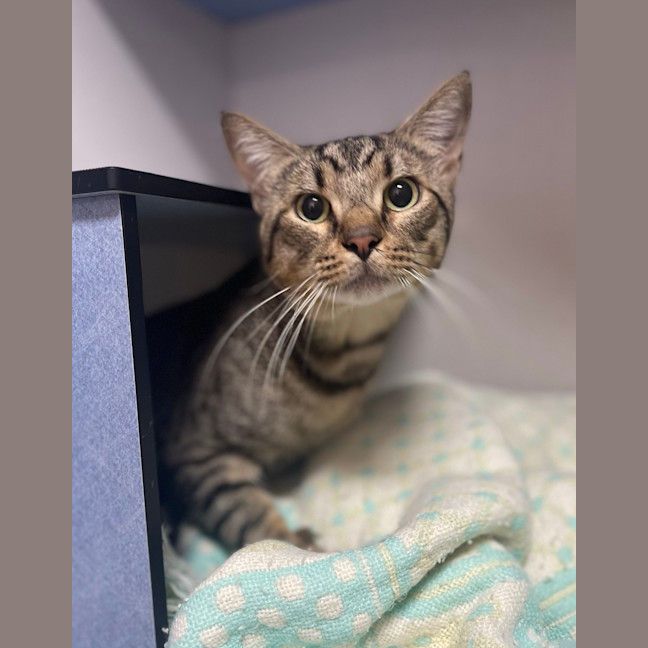 Photo of Tiger