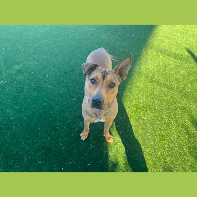 Photo of Thimble Imp 1488